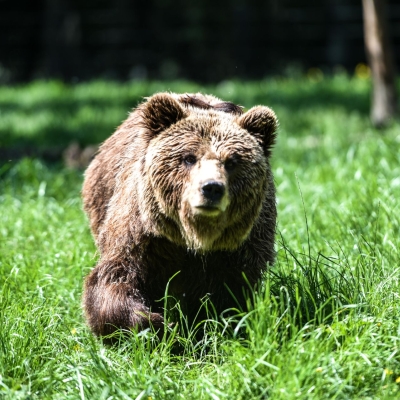 Bruine beer - De Zonnegloed - Dierenpark - Dieren opvangcentrum - Sanctuary